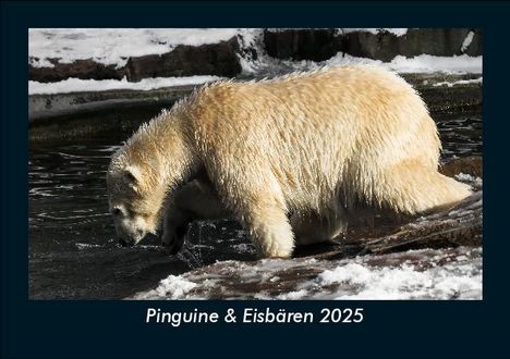 Tobias Becker: Pinguine &amp; Eisbären 2025 Fotokalender DIN A5, Kalender