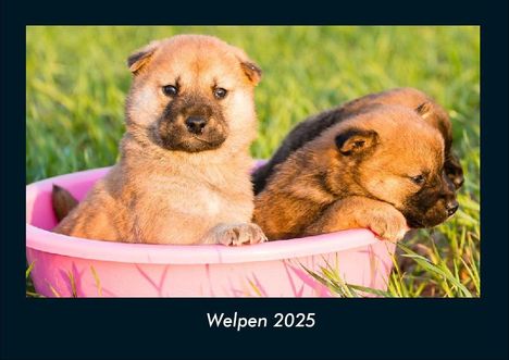 Tobias Becker: Welpen 2025 Fotokalender DIN A4, Kalender