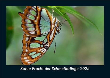 Tobias Becker: Bunte Pracht der Schmetterlinge 2025 Fotokalender DIN A5, Kalender