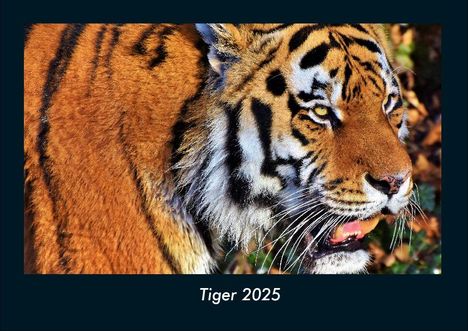 Tobias Becker: Tiger 2025 Fotokalender DIN A4, Kalender