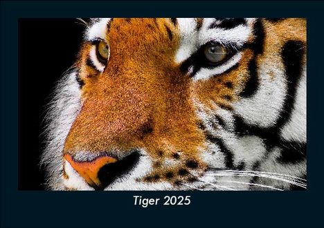 Tobias Becker: Tiger 2025 Fotokalender DIN A5, Kalender