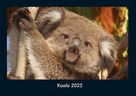 Tobias Becker: Koala 2025 Fotokalender DIN A4, Kalender