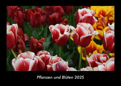 Tobias Becker: Pflanzen und Blüten 2025 Fotokalender DIN A3, Kalender