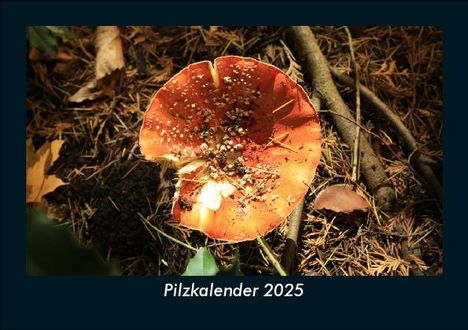 Tobias Becker: Pilzkalender 2025 Fotokalender DIN A5, Kalender