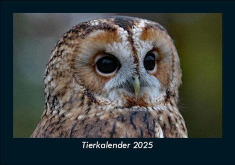 Tobias Becker: Tierkalender 2025 Fotokalender DIN A5, Kalender