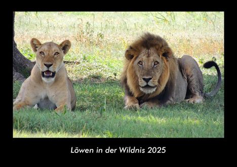 Tobias Becker: Löwen in der Wildnis 2025 Fotokalender DIN A3, Kalender