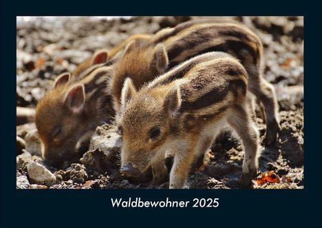 Tobias Becker: Waldbewohner 2025 Fotokalender DIN A4, Kalender