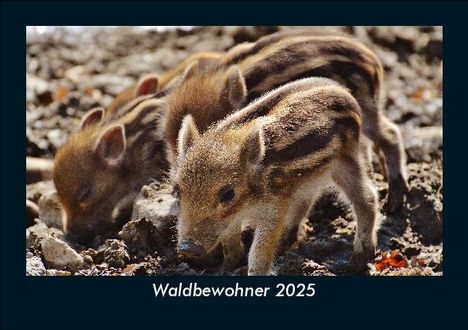 Tobias Becker: Waldbewohner 2025 Fotokalender DIN A5, Kalender