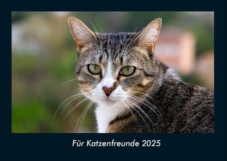 Tobias Becker: Für Katzenfreunde 2025 Fotokalender DIN A4, Kalender