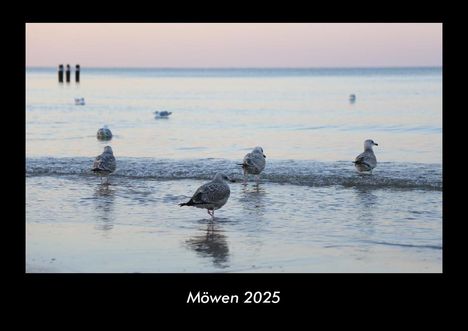 Tobias Becker: Möwen 2025 Fotokalender DIN A3, Kalender