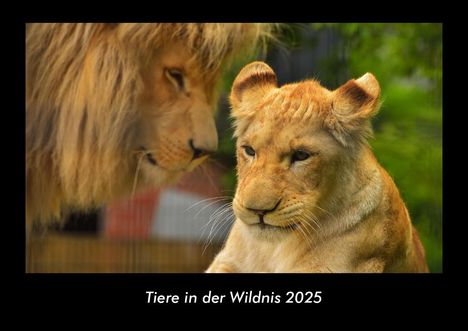 Tobias Becker: Tiere in der Wildnis 2025 Fotokalender DIN A3, Kalender