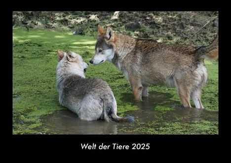 Tobias Becker: Welt der Tiere 2025 Fotokalender DIN A3, Kalender