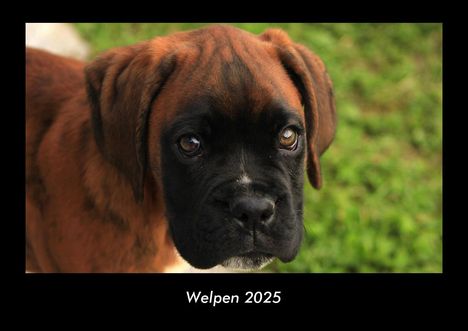 Tobias Becker: Welpen 2025 Fotokalender DIN A3, Kalender