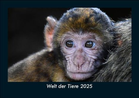 Tobias Becker: Welt der Tiere 2025 Fotokalender DIN A5, Kalender