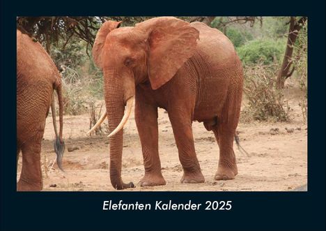 Tobias Becker: Elefanten Kalender 2025 Fotokalender DIN A4, Kalender