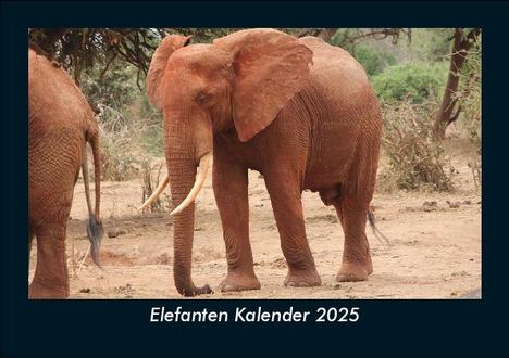 Tobias Becker: Elefanten Kalender 2025 Fotokalender DIN A5, Kalender