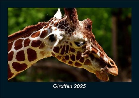 Tobias Becker: Giraffen 2025 Fotokalender DIN A5, Kalender