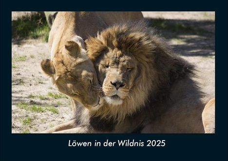 Tobias Becker: Löwen in der Wildnis 2025 Fotokalender DIN A4, Kalender