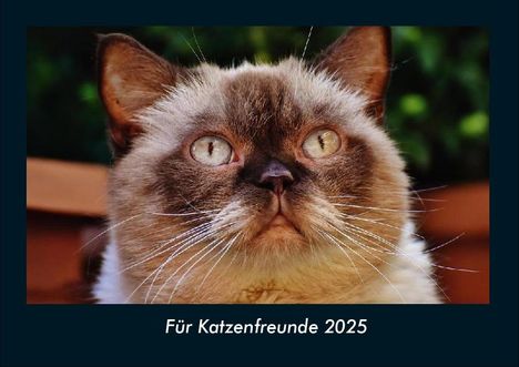 Tobias Becker: Für Katzenfreunde 2025 Fotokalender DIN A4, Kalender