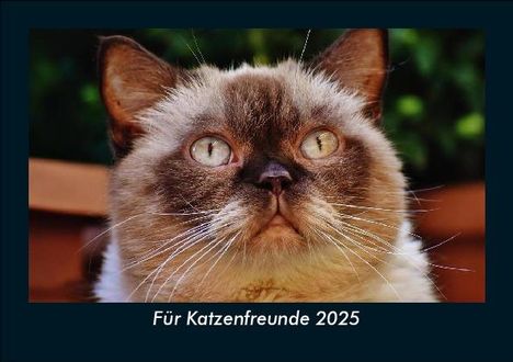 Tobias Becker: Für Katzenfreunde 2025 Fotokalender DIN A5, Kalender