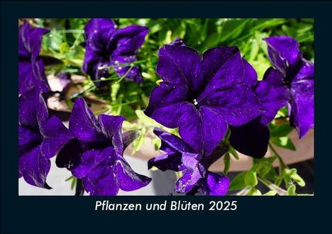 Tobias Becker: Pflanzen und Blüten 2025 Fotokalender DIN A5, Kalender