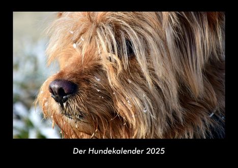 Tobias Becker: Der Hundekalender 2025 Fotokalender DIN A3, Kalender