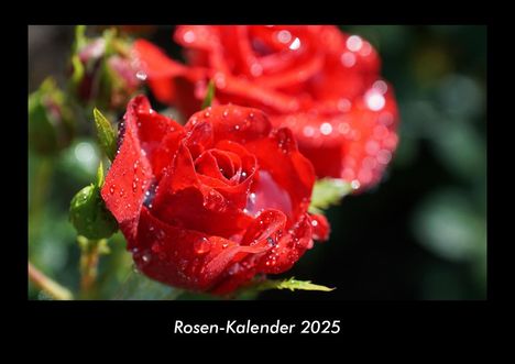 Tobias Becker: Rosen-Kalender 2025 Fotokalender DIN A3, Kalender