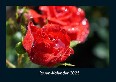 Tobias Becker: Rosen-Kalender 2025 Fotokalender DIN A4, Kalender