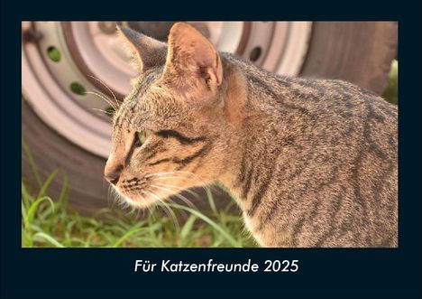 Tobias Becker: Für Katzenfreunde 2025 Fotokalender DIN A4, Kalender