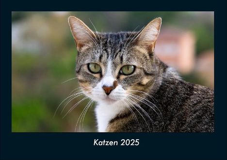 Tobias Becker: Katzen 2025 Fotokalender DIN A4, Kalender