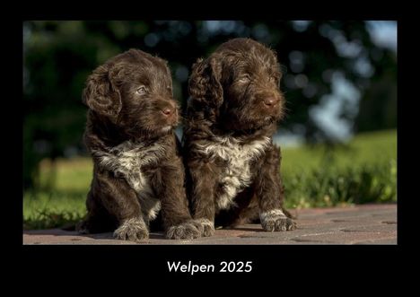 Tobias Becker: Welpen 2025 Fotokalender DIN A3, Kalender