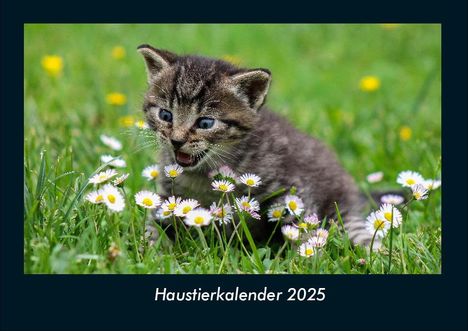 Tobias Becker: Haustierkalender 2025 Fotokalender DIN A4, Kalender