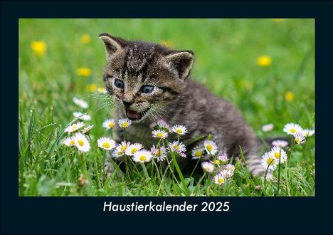 Tobias Becker: Haustierkalender 2025 Fotokalender DIN A5, Kalender