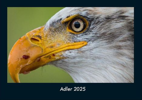 Tobias Becker: Adler 2025 Fotokalender DIN A4, Kalender