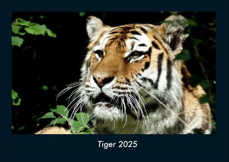 Tobias Becker: Tiger 2025 Fotokalender DIN A4, Kalender