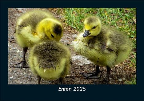 Tobias Becker: Enten 2025 Fotokalender DIN A5, Kalender