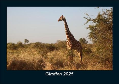 Tobias Becker: Giraffen 2025 Fotokalender DIN A5, Kalender