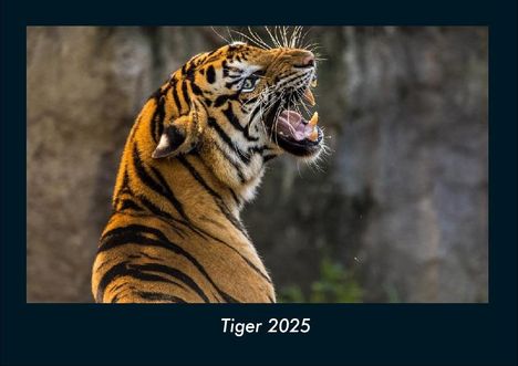 Tobias Becker: Tiger 2025 Fotokalender DIN A4, Kalender