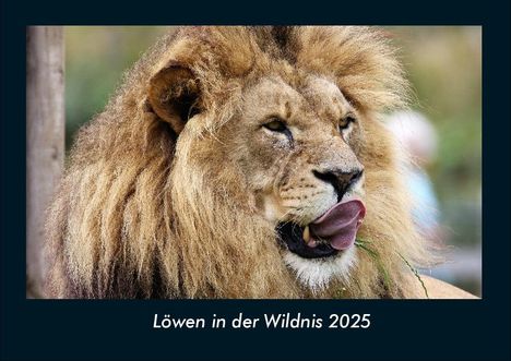 Tobias Becker: Löwen in der Wildnis 2025 Fotokalender DIN A4, Kalender