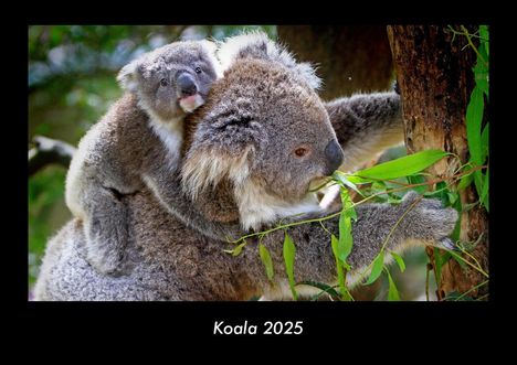 Tobias Becker: Koala 2025 Fotokalender DIN A3, Kalender