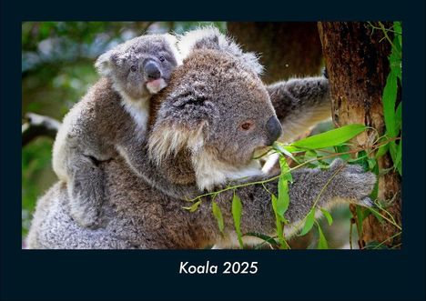 Tobias Becker: Koala 2025 Fotokalender DIN A4, Kalender