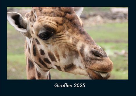 Tobias Becker: Giraffen 2025 Fotokalender DIN A4, Kalender