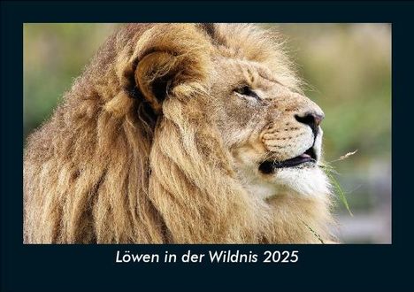 Tobias Becker: Löwen in der Wildnis 2025 Fotokalender DIN A5, Kalender