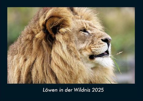 Tobias Becker: Löwen in der Wildnis 2025 Fotokalender DIN A4, Kalender