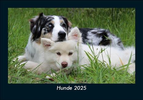 Tobias Becker: Hunde 2025 Fotokalender DIN A5, Kalender