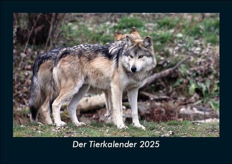 Tobias Becker: Der Tierkalender 2025 Fotokalender DIN A5, Kalender