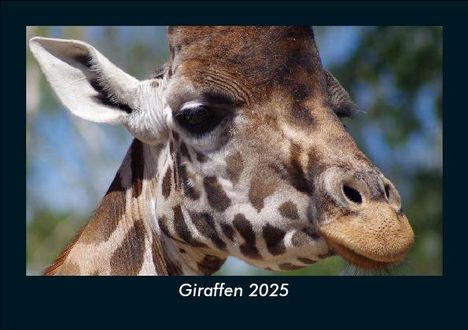 Tobias Becker: Giraffen 2025 Fotokalender DIN A5, Kalender