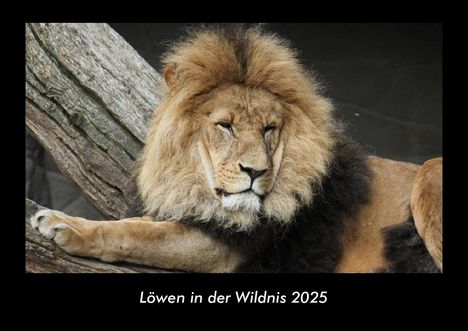 Tobias Becker: Löwen in der Wildnis 2025 Fotokalender DIN A3, Kalender