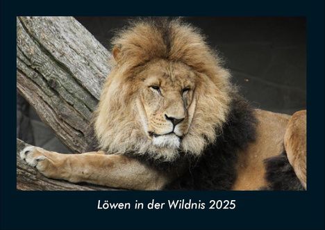 Tobias Becker: Löwen in der Wildnis 2025 Fotokalender DIN A4, Kalender