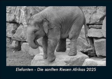 Tobias Becker: Elefanten - Die sanften Riesen Afrikas 2025 Fotokalender DIN A5, Kalender